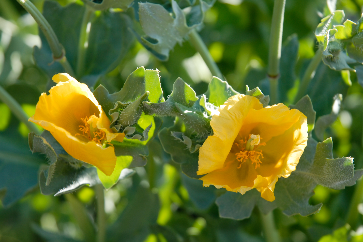 Yellow Hornpoppy